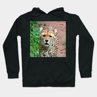 Cheetah 006 Hoodie